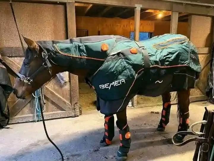 BEMER Horse Set – Excellent Condition
