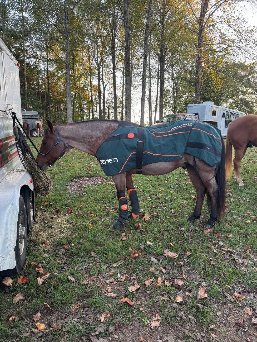 A horse wearing a teal BEMER blanket and leg cuffs while standing on grass